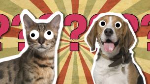 Cats and dogs quiz