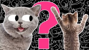 Ultimate cat quiz