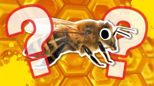 Bee quiz