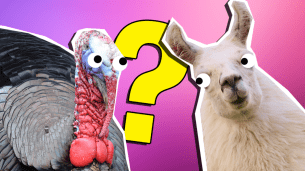 Can You Guess The Animal?