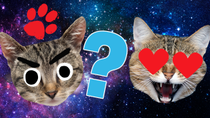 Does Your Cat Love You Quiz